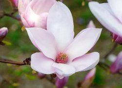 Magnolia w rozkwicie