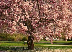 Drzewo, Magnolia, Kwiaty, Park, Wiosna
