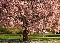 Drzewo, Magnolia, Kwiaty, Park, Wiosna