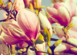 Kwiaty, Magnolia, Gałązki, Zbliżenie