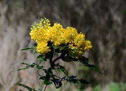 Krzew, Gałązka, Mahonia pospolita, Żółte, Kwiaty