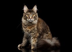 Maine coon na czarnym tle