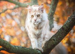 Maine coon na drzewie