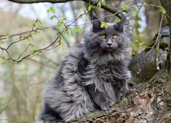 Kot, Maine coon, Drzewo, Gałązki