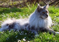 Kot, Maine Coon, Trawa, Stokrotki