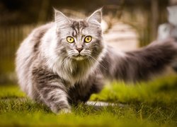 Kot, Maine coon, Trawa