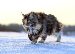 Maine coon na zimowym spacerze