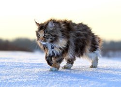 Kot, Maine coon, Zima, Śnieg