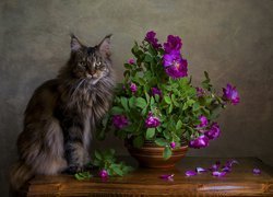 Maine coon obok donicy z różami