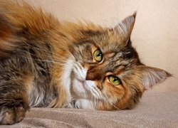 Maine coon