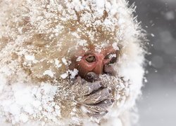 Makak w śniegu
