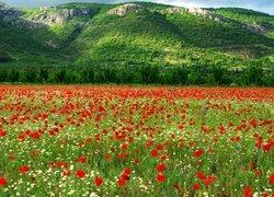 Maki i rumianki na polu u podnóża zalesionych wzgórz