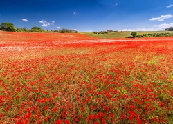 Francja, Valensole, Pole, Makowe, Maki