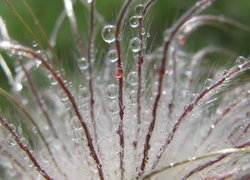 Makro rośliny w kroplach wody
