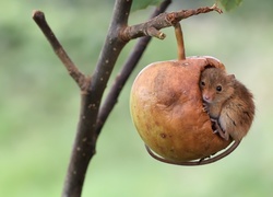 Mała myszka schowała się w wiszącym jabłku