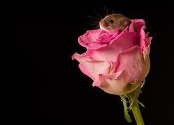Mała myszka w róży