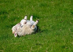 Mała owieczka na trawie