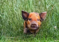 Mała świnka w trawie