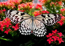 Motyl, Kwiatki, Czerwone