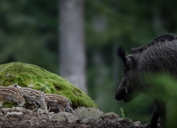 Małe dziki pod opieką lochy