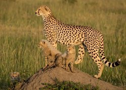 Małe gepardy z mamą