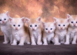 Małe, Rudawe, Koty, Maine coon