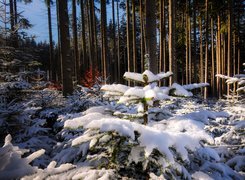 Małe ośnieżone choinki wśród wysokich drzew w lesie