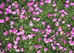 Małe różowe kwiaty w trawie