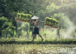 Malezyjczyk podczas pracy przy uprawie ryżu