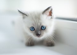 Biały, Kot, Młody, Niebieskooki