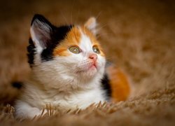 Malutki trójkolorowy kotek