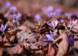 Liliowe, Krokusy, Suche, Liście