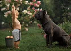 Mały chłopiec obok dużego psa rasy cane corso