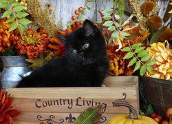 Mały czarny kotek w skrzynce przy kwiatach