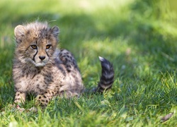 Mały gepard przysiadł na trawie