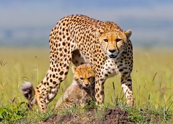 Mały gepard z opiekuńczą mamą