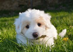 Pies, Biały, Szczeniak, Golden retriever, Trawa