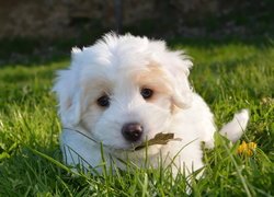 Mały golden retriever w trawie