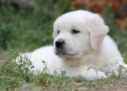 Szczeniak, Golden retriever, Rośliny