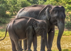 Mały i duży słoń na spacerze