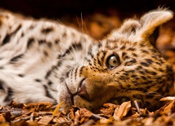 Mały jaguar leżący na jesiennych liściach