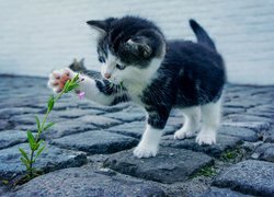 Mały kotek i kwiatek na kostkach brukowych