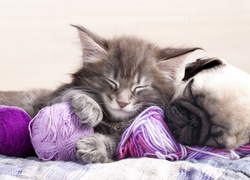 Mały kotek i szczeniak mopsa śpią na kolorowych włóczkach