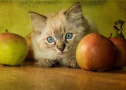 Mały kotek między jabłkami