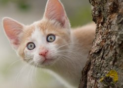 Mały kotek na drzewie