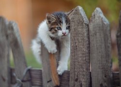 Mały kotek na płocie
