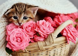 Mały kotek obok róż w koszyku