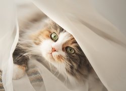 Mały kotek pod tkaniną