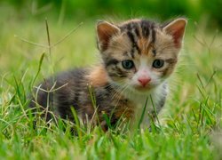 Mały kotek siedzący w trawie