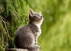 Mały kotek siedzi na kamieniu pod gałązkami choinki